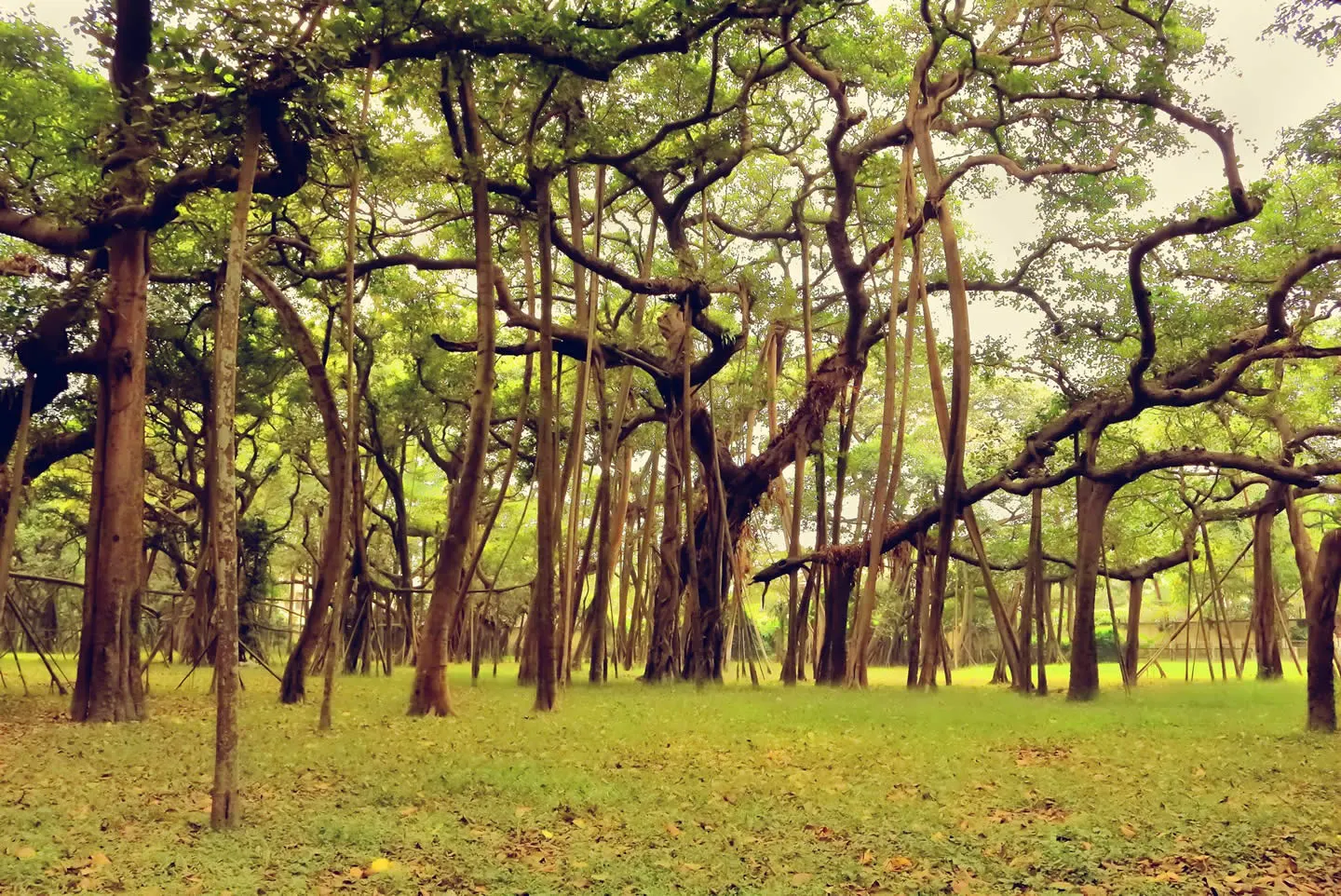 The great founders A tree in India that looks like a forest