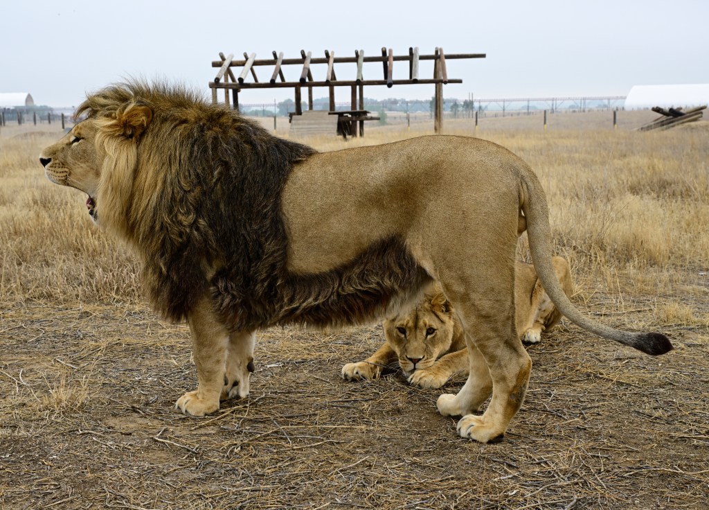 Keeesburg’s Wild Animal Han Animal Sanctured Seed